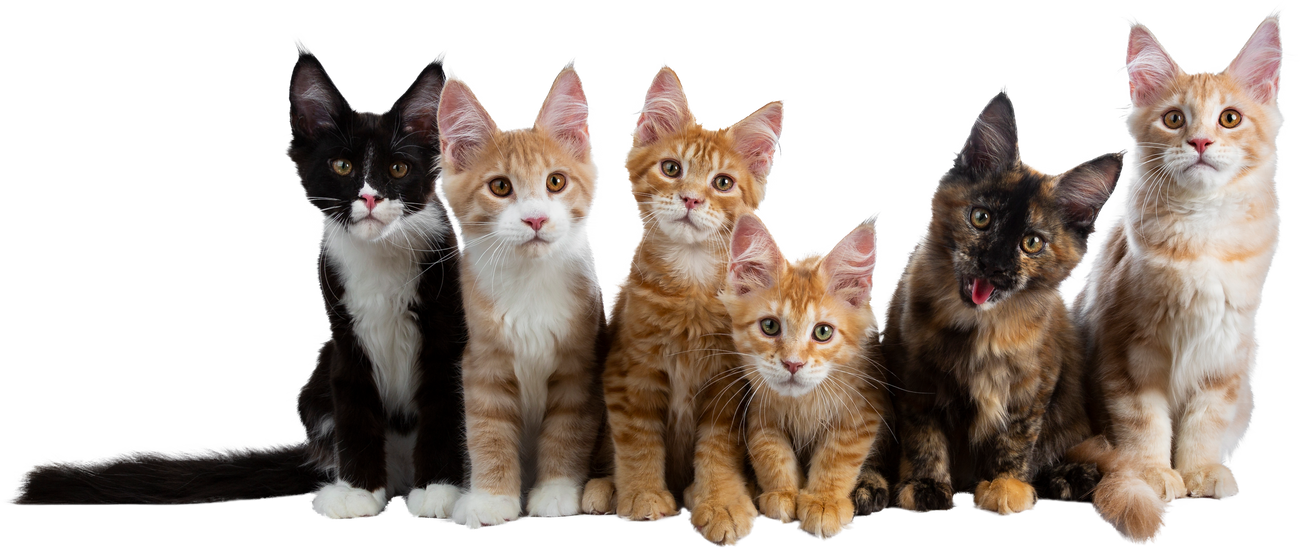 Six Kittens Cutout